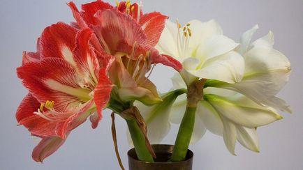 Hogyan törődik Amaryllis otthon