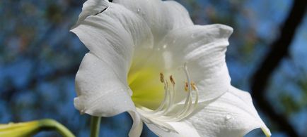 Cum să ai grijă de amaryllis acasă