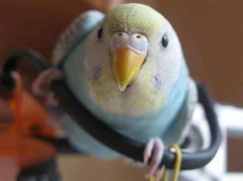Cum să ai grijă de un cioc al unui papagal ondulat