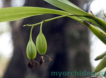 Cum să ai grijă de o orhidee acasă