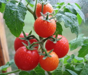 Як доглядати за помідорами