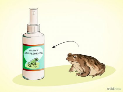 Як доглядати за жабою