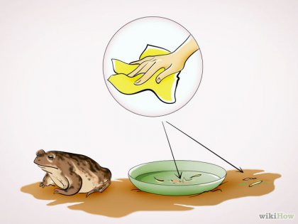Cum să ai grijă de un broască