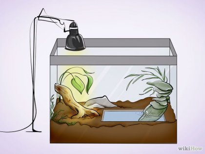 Cum să ai grijă de un broască