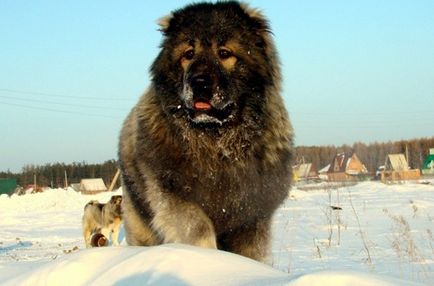 Яку собаку завести в приватний будинок - рейтинг порід