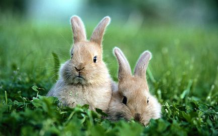 Яку траву не можна давати кроликам корисні рекомендації та фото
