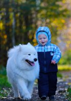 Cum sa alegi un catelus Samoyed - canisa Samoyed - Dorian Spring