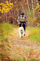 Cum sa alegi un catelus Samoyed - canisa Samoyed - Dorian Spring