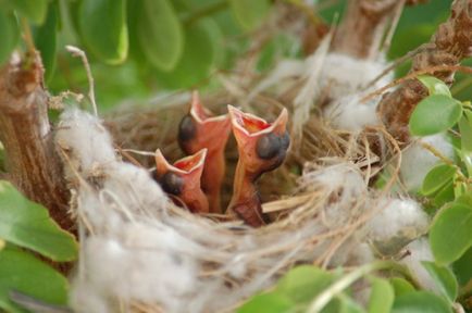 Cum să crească goslings într-un incubator - reproducere pui într-un incubator - reproducere