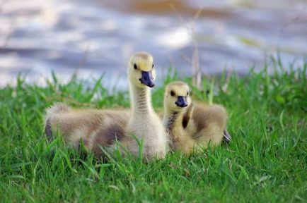 Cum să crească goslings într-un incubator - reproducere pui într-un incubator - reproducere