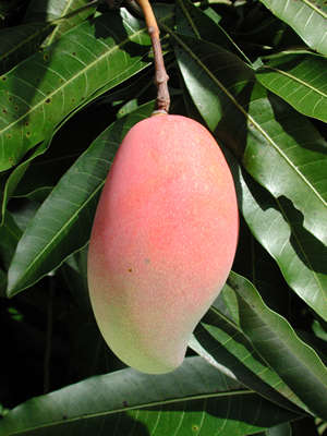 Hogyan növekszik a mangó, a csontok 1