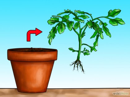 Як виростити помідори, що звисають зі стелі