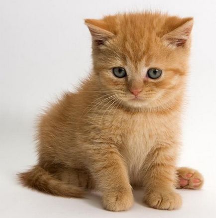 Cum de a elimina mirosul de urină de pisică de pe covor - cum să elimini mirosul de urină de pisică de pe covor - animale - altele