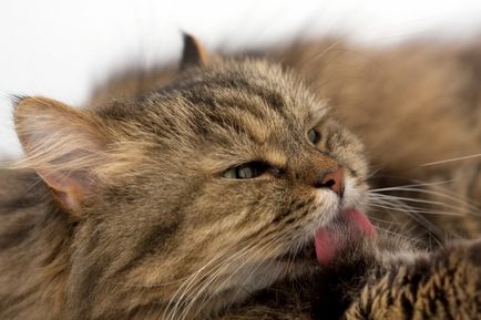 Як вивести запах котячої сечі з килима - як прибрати запах котячий сечі з килима - тварини - інше