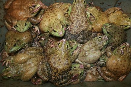 До чого сняться жаби - чекайте отримання прибутку