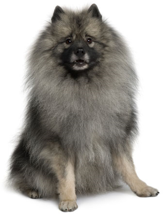 Keeshond - descriere a rasei, fotografie, video, articol