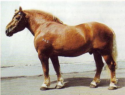 Chirilă, principala rasă de cai ruși