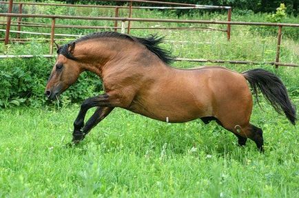 Кирилиця, головні породи російських коней