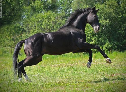 Cirill, a fő orosz fajta lovak