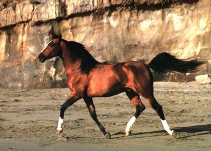 Кирилиця, головні породи російських коней