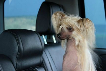 Chineză Crested Dog Elice mici ♥♥♥ - cluburi de rase - câini din regiunea Baikal