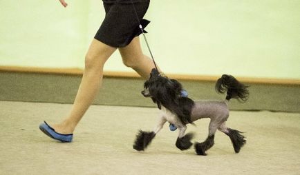 Kínai meztelen kutya, kis manók ♥♥♥ - fajtaklubok - kutya Bajkál régió