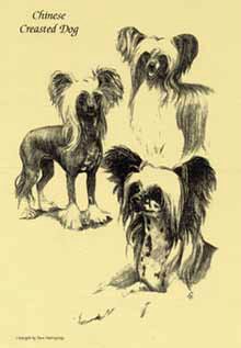 Kínai meztelen kutya, kis manók ♥♥♥ - fajtaklubok - kutya Bajkál régió