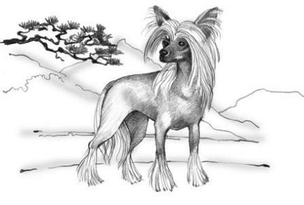 Kínai meztelen kutya, kis manók ♥♥♥ - fajtaklubok - kutya Bajkál régió