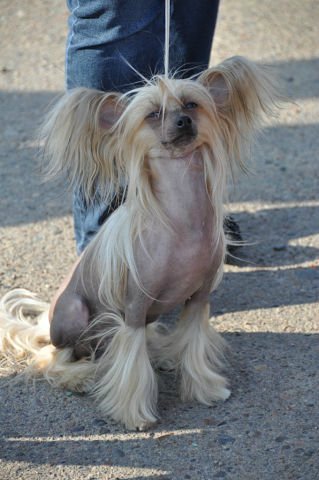 Chineză Crested Dog Elice mici ♥♥♥ - cluburi de rase - câini din regiunea Baikal