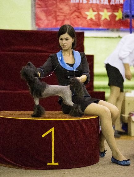 Chineză Crested Dog Elice mici ♥♥♥ - cluburi de rase - câini din regiunea Baikal