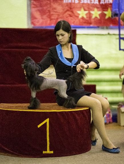 Chineză Crested Dog Elice mici ♥♥♥ - cluburi de rase - câini din regiunea Baikal