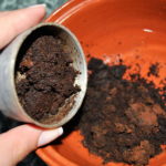 Kávé cserje narancsbőr otthon recept és felhasználása test (otthon) Kávé cserje narancsbőr otthon recept és használata szervezet