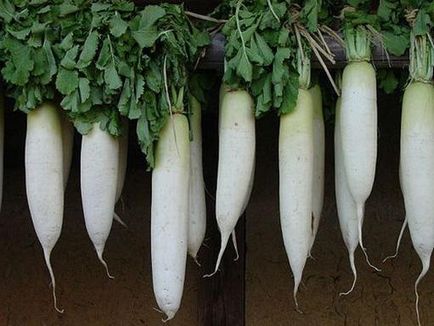 Când să curățați daikon cum să păstrați daikon