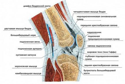 Genunchi de anatomie umană, structură și mușchi care acționează asupra ei