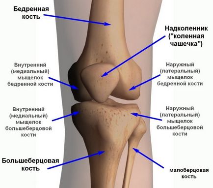 Genunchi de anatomie umană, structură și mușchi care acționează asupra ei