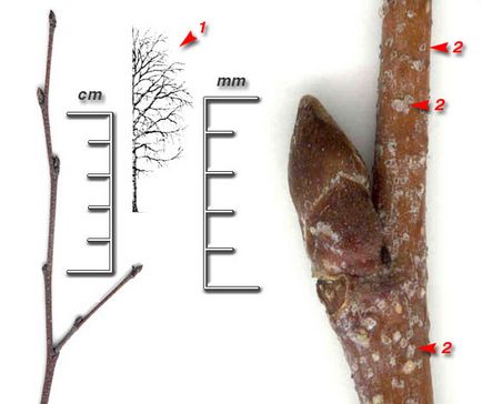 Számítógépes meghatározó fák és bokrok őszi-téli időszakban