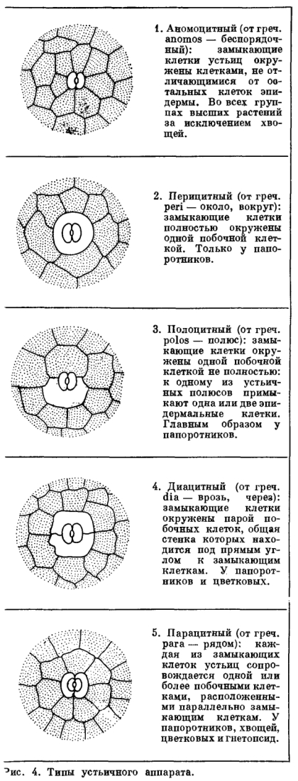 Gyökér, szár és levél - azt