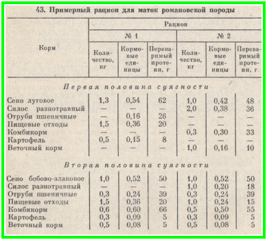 годування овець