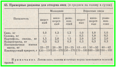 годування овець