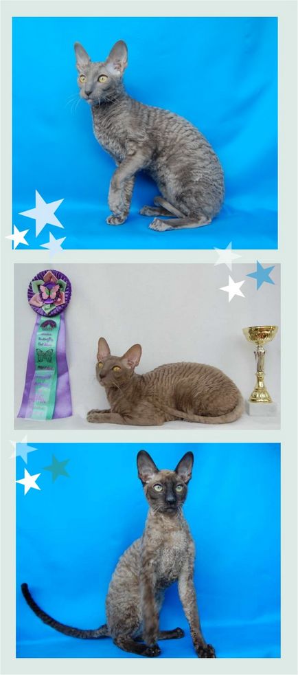 Pisici Cornish rex, catelus dejaxi