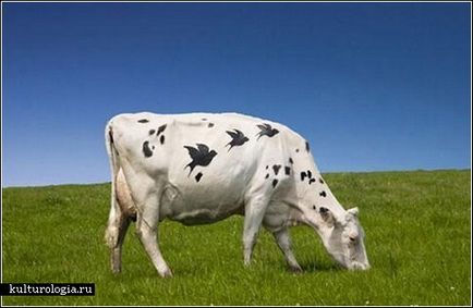 Cow 