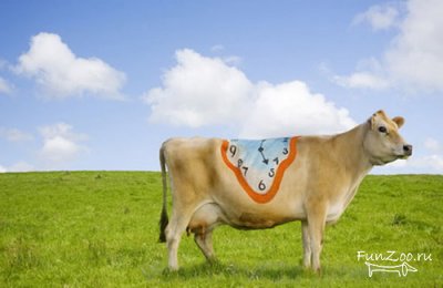 Cow body art, vicces képek, videók és fotók az állatok