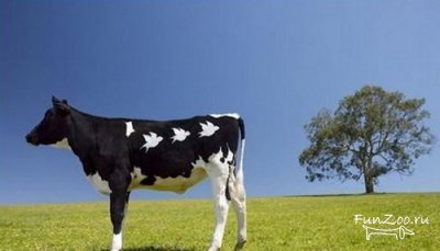 Cow body art, vicces képek, videók és fotók az állatok