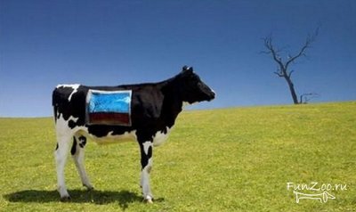 Cow body art, vicces képek, videók és fotók az állatok