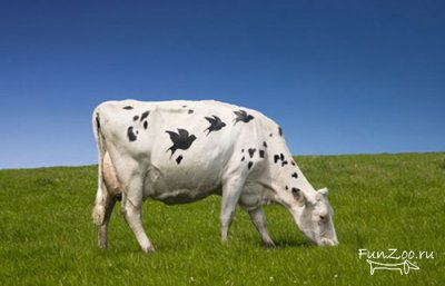 Коровій боді-арт, прикольні картинки, відео та фото тварин