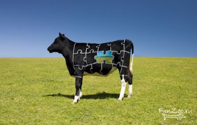 Cow body art, vicces képek, videók és fotók az állatok