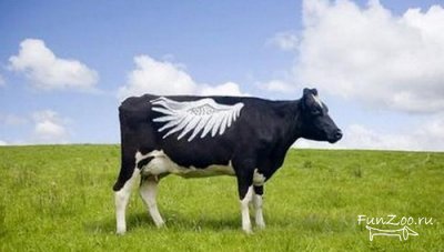 Cow body art, vicces képek, videók és fotók az állatok