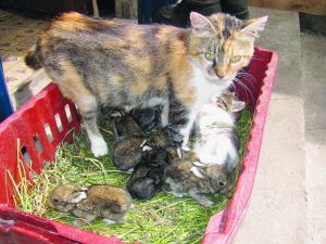 Pisica a hrănit nouă iepuri,