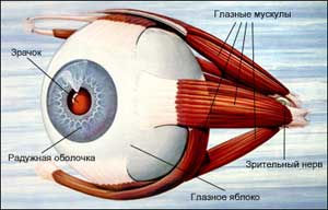 Kancsalság és a botulinum toxin - Szemészet - Orvosi gyakorlat Dr. Gavrilyuk (Botox) Kancsalság és a botulinum toxin - Szemészet - Orvosi gyakorlat Dr. Gavrilyuk