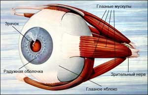 Strabismul și toxina botulinică - oftalmologia - practica medicală a medicului de la Gavriluk